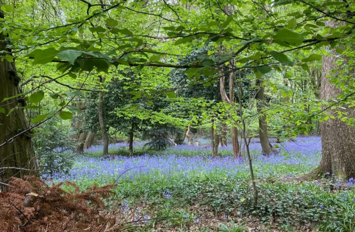 Beltane bluebells in the woods