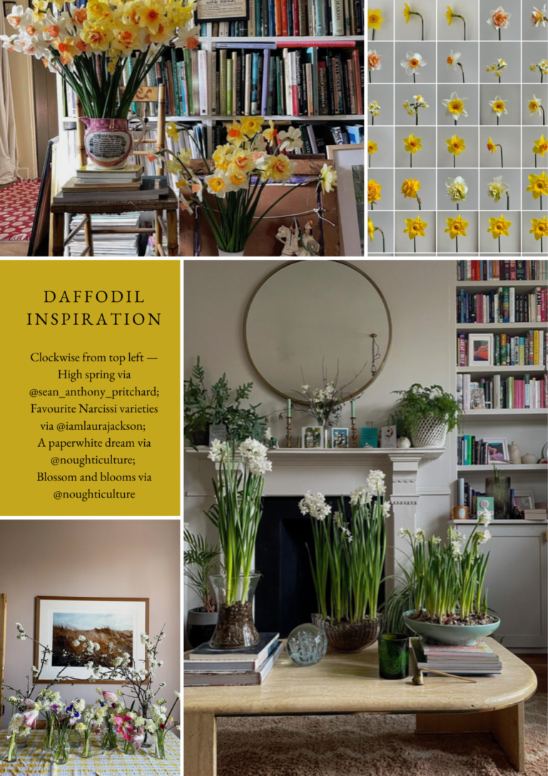 Daffodil inspiration