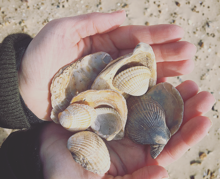 Gathering shells on the Norfolk coast
