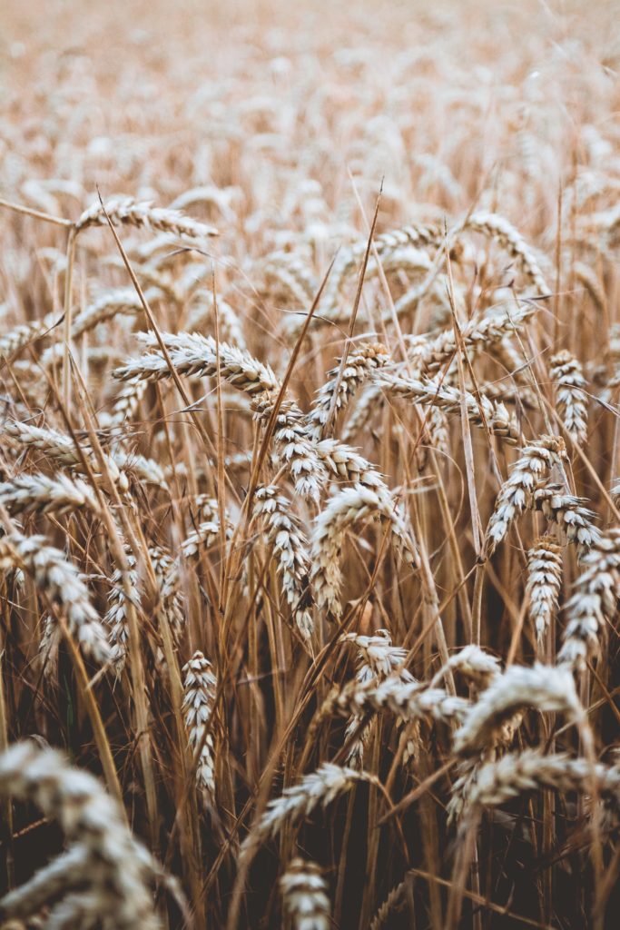 Lammas is the Celtic festival of the first grain harvest