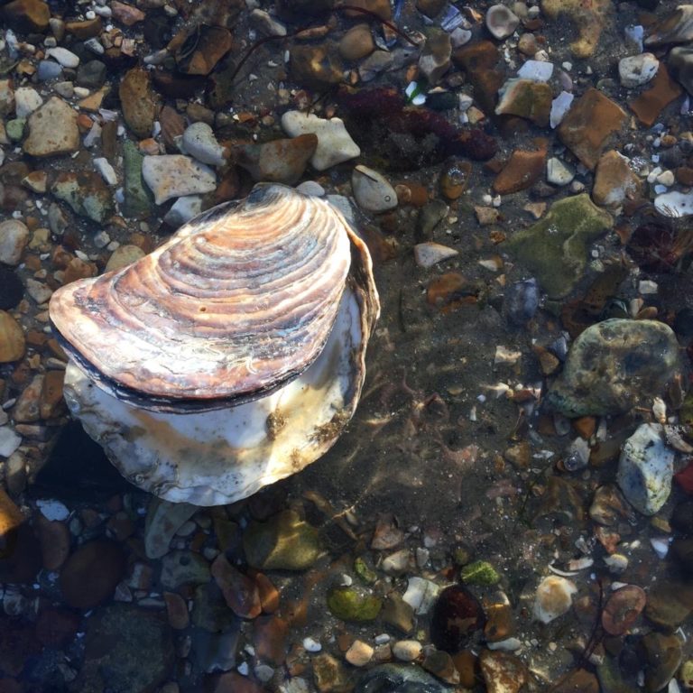 Shell on the beach in winter