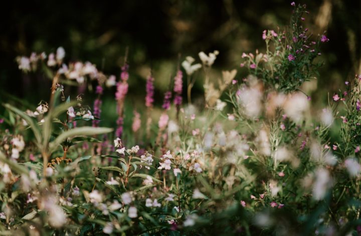 Wildflower meadow Emine