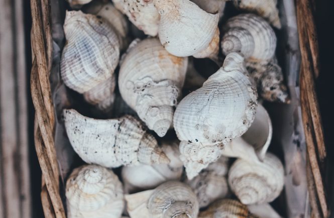 Sea shells in a basket