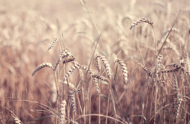 Earthy new neutrals golden wheat fields